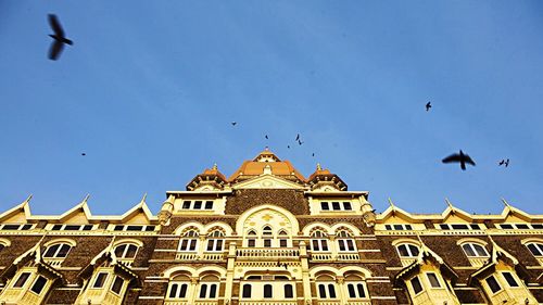 Low angle view of birds flying against blue sky