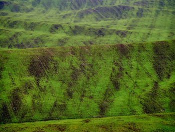 Full frame shot of grassy field