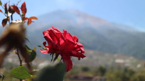 Close-up of red flowering plant against mountain