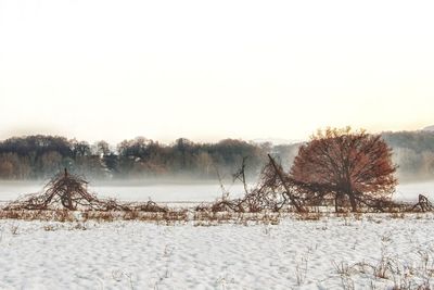 Snow covered plants against sky