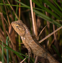 A  beautiful lizard on the grass