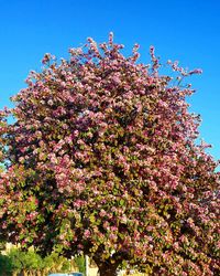 Low angle view of pink flowers on tree