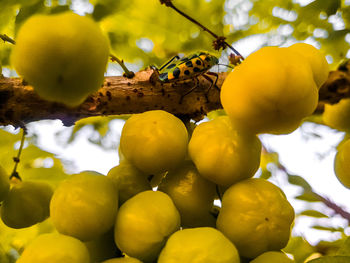 Low angle view of fruits growing on tree