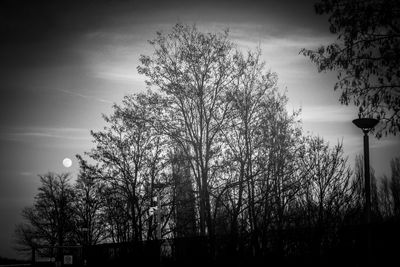 Low angle view of silhouette tree against sky