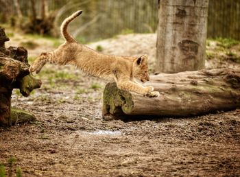Lion on tree trunk in forest
