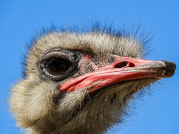 Close-up portrait of a bird against blue sky