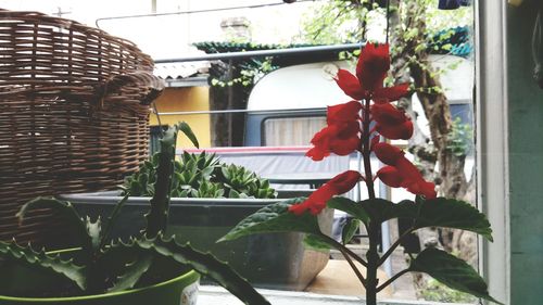 Close-up of potted plant on window sill