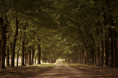 Trees in forest