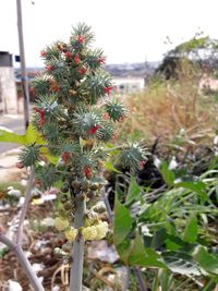 Close-up of cactus plant