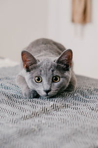 Close-up portrait of cat