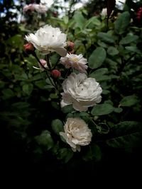 Close-up of white roses blooming outdoors