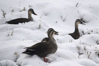 High angle view of spot-billed ducks on snow covered field