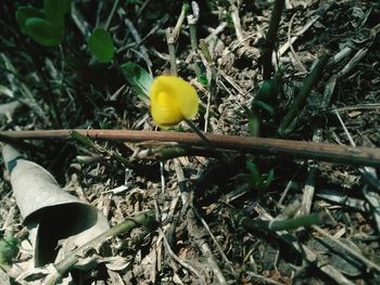 Close-up of flowers on field