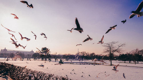 Birds flying over snow covered land against sky