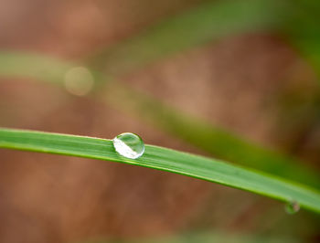 Close-up of water drop on leaf