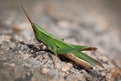 Close-up of grasshopper on rock