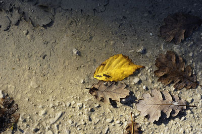 High angle view of yellow autumn leaf