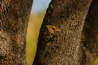 Close-up of insect on tree trunk