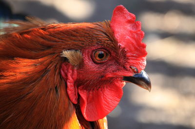 Close-up of rooster