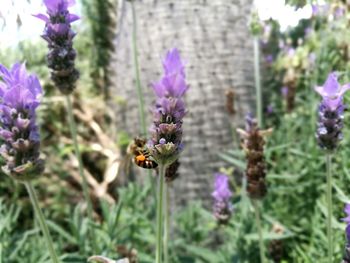 Bee pollinating on purple flower