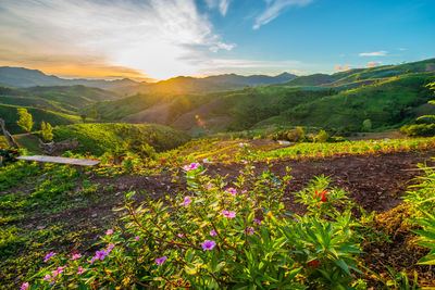 Scenic view of flowering plants and mountains against sky