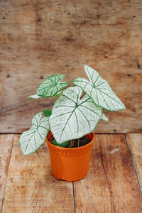 High angle view of potted plant