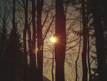 Sunlight streaming through trees in forest