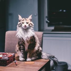 Portrait of cat sitting on table