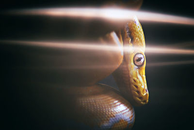 Close up shot of a yellow python.