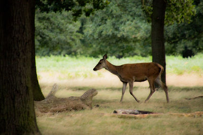 Deer standing on landscape