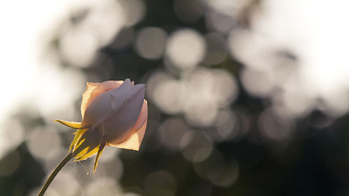 Close-up of rose against blurred background