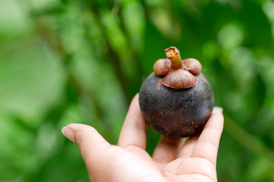 Close-up of hand holding apple