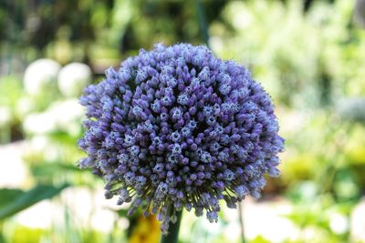 Close-up of purple flowering plant