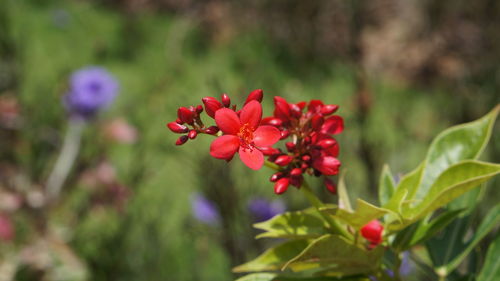 Close-up of red flowering plant