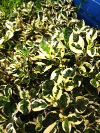 High angle view of plants growing on field