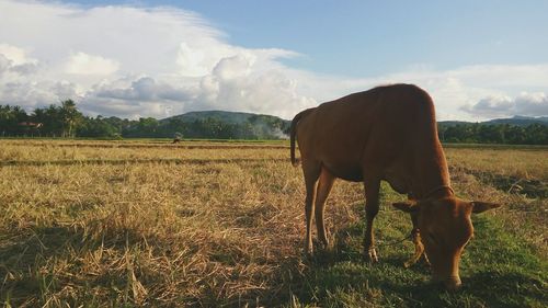 Cow grazing on field against sky
