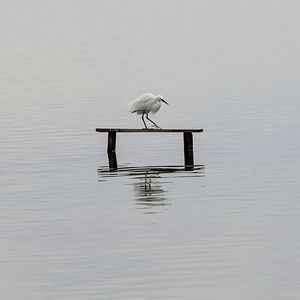 Bird on wooden post in lake