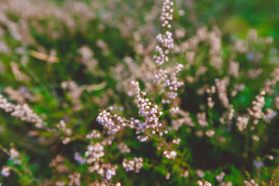 Close-up of purple flowering plants on field