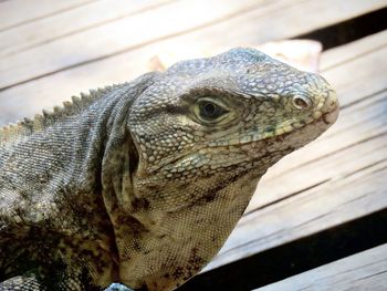 Close-up of a lizard