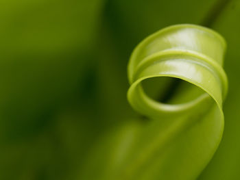 Close-up of green plant