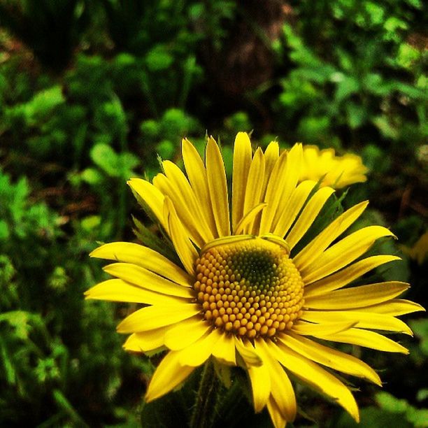 flower, freshness, yellow, petal, fragility, flower head, growth, focus on foreground, beauty in nature, blooming, pollen, close-up, plant, nature, in bloom, single flower, park - man made space, day, outdoors, sunflower