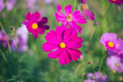 Close-up of pink cosmos flowers on field