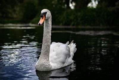 Swan floating on lake