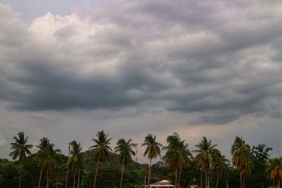 Palm trees against sky