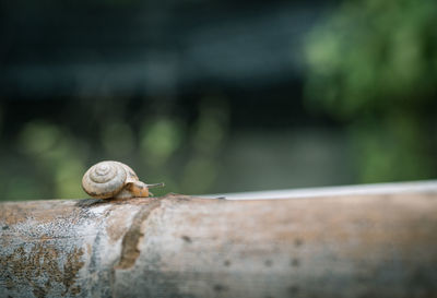 Close-up of snail on wooden wall