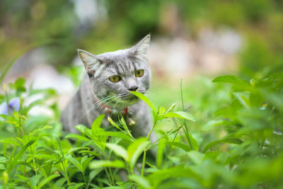 Cat in a field