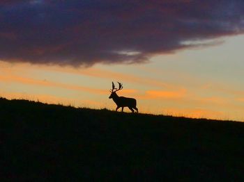 Silhouette horse standing on field against sky at sunset