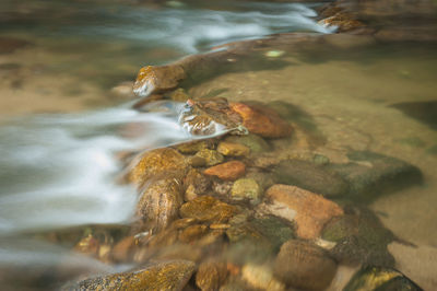 Close-up of turtle in sea