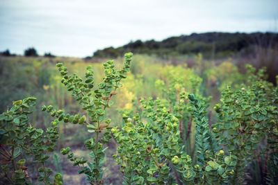 Close-up of crop growing on field