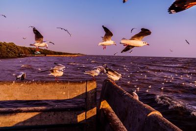 Seagulls flying over sea against sky